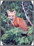 IMG_Renard copie0001.jpg