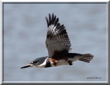 IMG_9401 Mart.Pêcheur0001.jpg