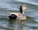 IMG_0398_Canard Chipeau.jpg