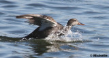 IMG_0535_Canard Chipeau.jpg