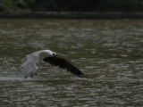 White Bellied Sea Eagle