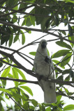 Cockatoo, Yellow-crested