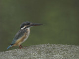 <a class=c6>Kingfisher, Common</a>