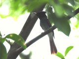 Flycatcher, Asian Paradise