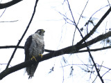 Falcon, Peregrine