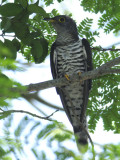 Cuckoo, Indian