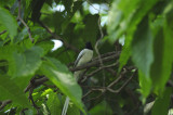 Flycatcher, Asian Paradise (Male)
