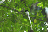 Flycatcher, Asian Paradise (Male)