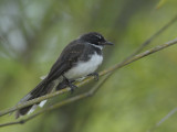 Fantail, Pied