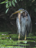 Heron, Purple