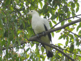 Pigeon, Pied Imperial