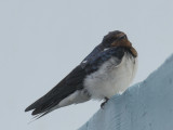 Swallow, Pacific 