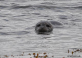 icelandic seal.