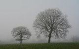 two trees in fog.