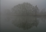 trees reflections in fog.