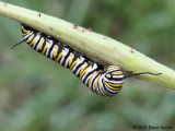 Monarch Caterpillar