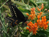 Black Swallowtail