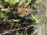 Ovenbird
