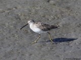? Dowitcher