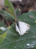 ? White-skipper