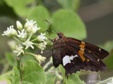 Silver-spotted Skipper