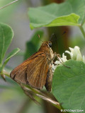 Dion Skipper