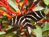 Zebra Heliconian