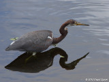 Tricolored Heron