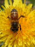 HoneyBee2.JPG
