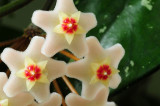 DSC_0020 Hoya flower - c.jpg