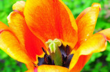 DSC_0163 Macro tulip.jpg