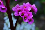 DSC_0230 Backyard macro flower.jpg