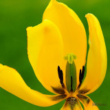 DSC_0422 Yellow Tulip 12x12.jpg