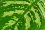 DSC_0018 Green leaf.jpg