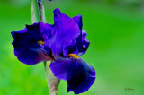 DSC_1113 Bearded Iris.jpg