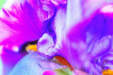 DSC_1124 Bearded Iris.jpg