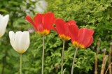 DSC_0296 Red tulips.jpg