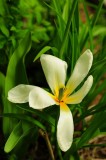 DSC_0423 White tulip.jpg