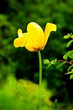 DSC_0424 Yellow Tulip.jpg