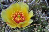 DSC_2724 Cactus bloom.jpg