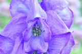 Close purple_1730.jpg