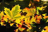 Fall Maple_2582.jpg