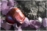 rotten apple.jpg