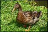 Duck.jpg