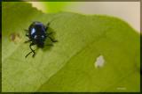 Beetle