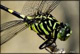 Dragonfly1