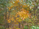 Fall Gold In The Woods.JPG