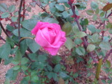 God Sent One Rose For Lillie.JPG