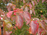 Leaves Changing on Dogwood.JPG