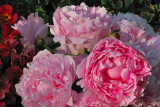 Peonies0014w.jpg